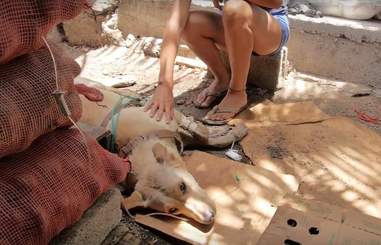 Escot the dog get poisoned in the Galapagos Islands
