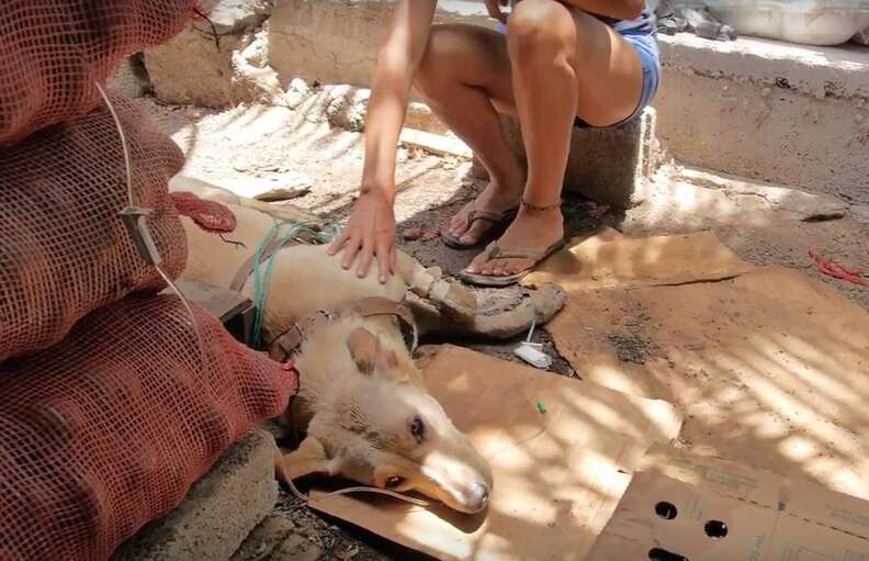 Escot the dog get poisoned in the Galapagos Islands