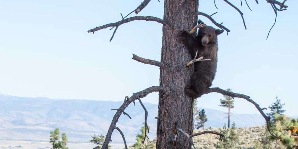 Why Have Nevada Bears Been Wandering Into Backyards? The Dodo