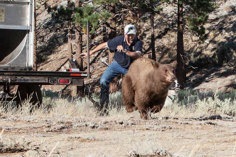 Why Have Nevada Bears Been Wandering Into Backyards? The Dodo