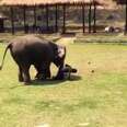Elephant Runs When She Thinks Her Trainer’s In Trouble