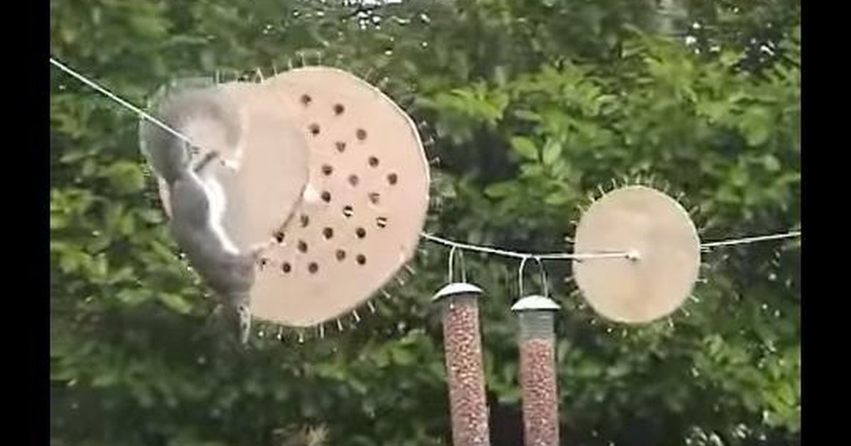 Man Creates Obstacle Course To Defend Bird Feeders From Ninja