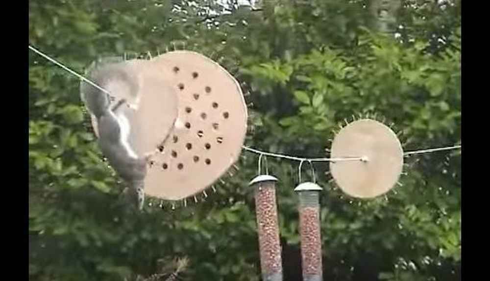 Man Creates Obstacle Course To Defend Bird Feeders From Ninja