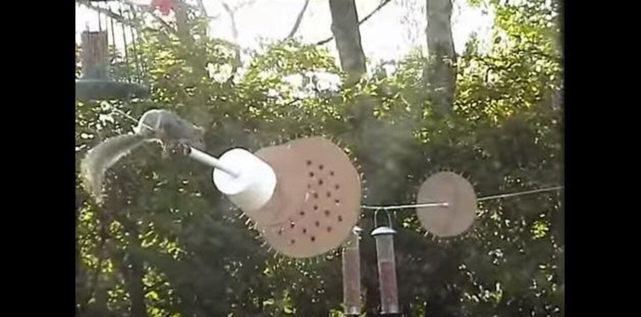 Man Creates Obstacle Course To Defend Bird Feeders From Ninja Squirrel The Dodo