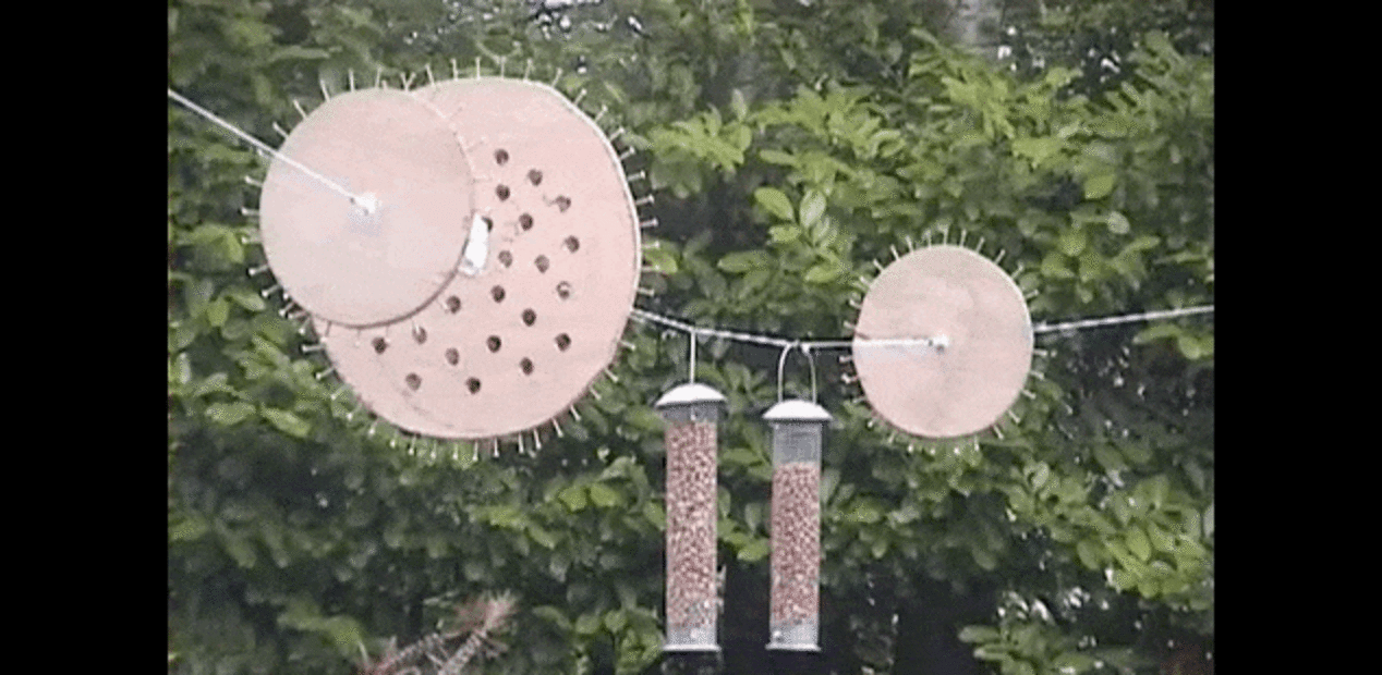 Man Creates Obstacle Course To Defend Bird Feeders From Ninja Squirrel The Dodo