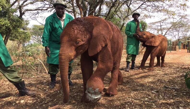 Baby Elephant Takes Triumphant First Strides After Brutal Leg Injury - The Dodo