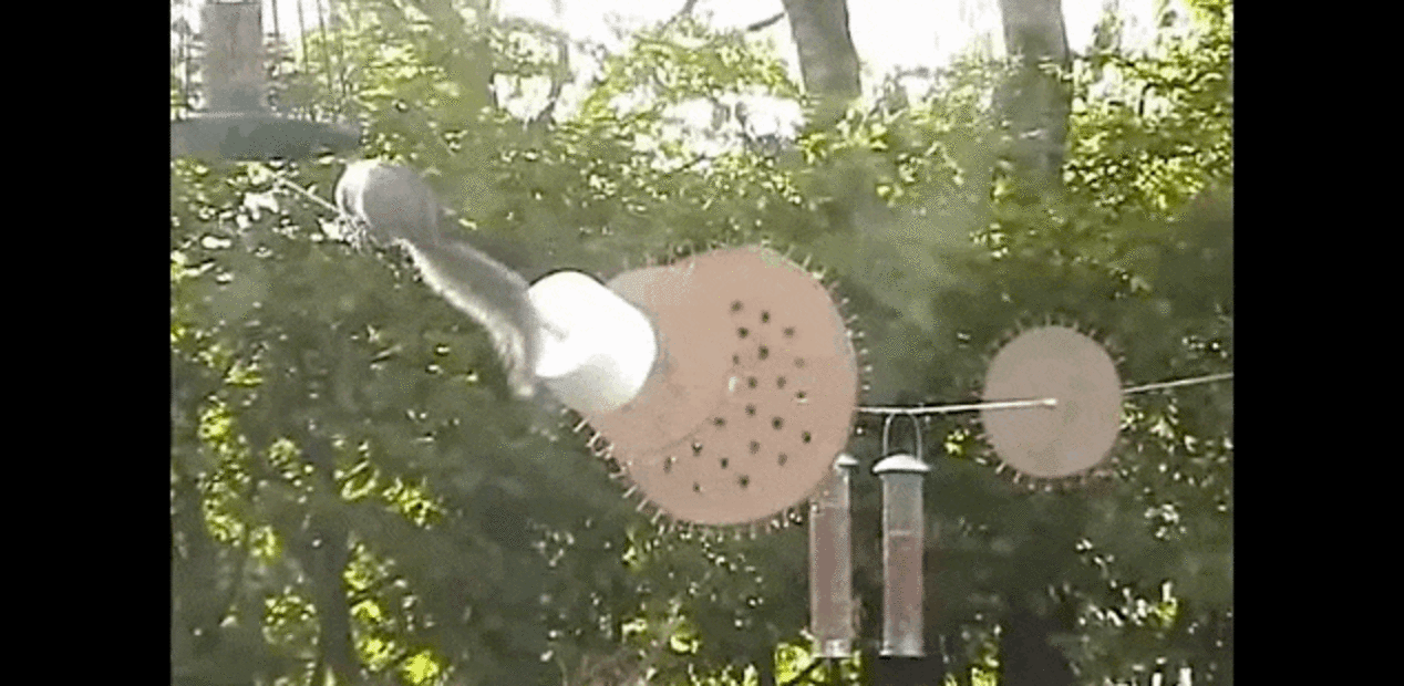 Man Creates Obstacle Course To Defend Bird Feeders From Ninja Squirrel The Dodo