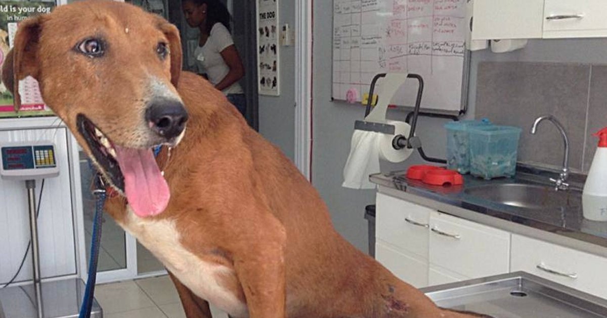 Dog With Broken Back Drags Her Legs To Human Rescuers The Dodo