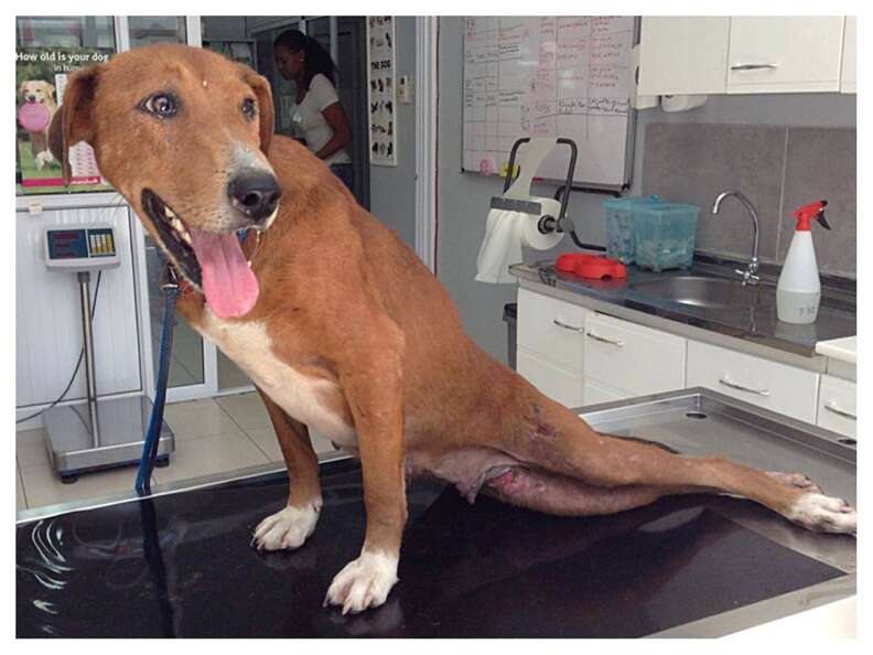 Dog With Broken Back Drags Her Legs To Human Rescuers - The Dodo