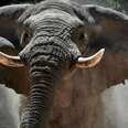 Voortrekker, Legendary Elephant, Under Threat In Namibia
