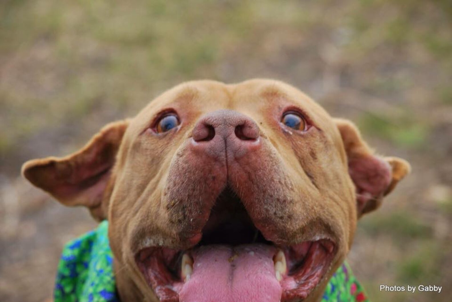 'Anybody Want Me?' Patient Pit Bull Has Been Waiting 5 Years For A ...