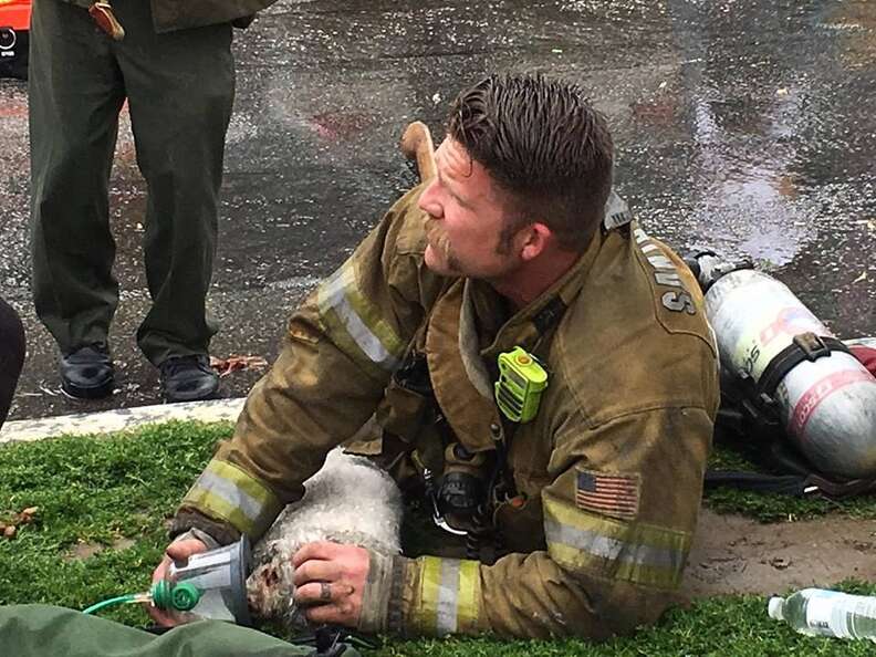 Firefighter Refuses To Give Up On Little Dog Pulled From Burning Home - The  Dodo
