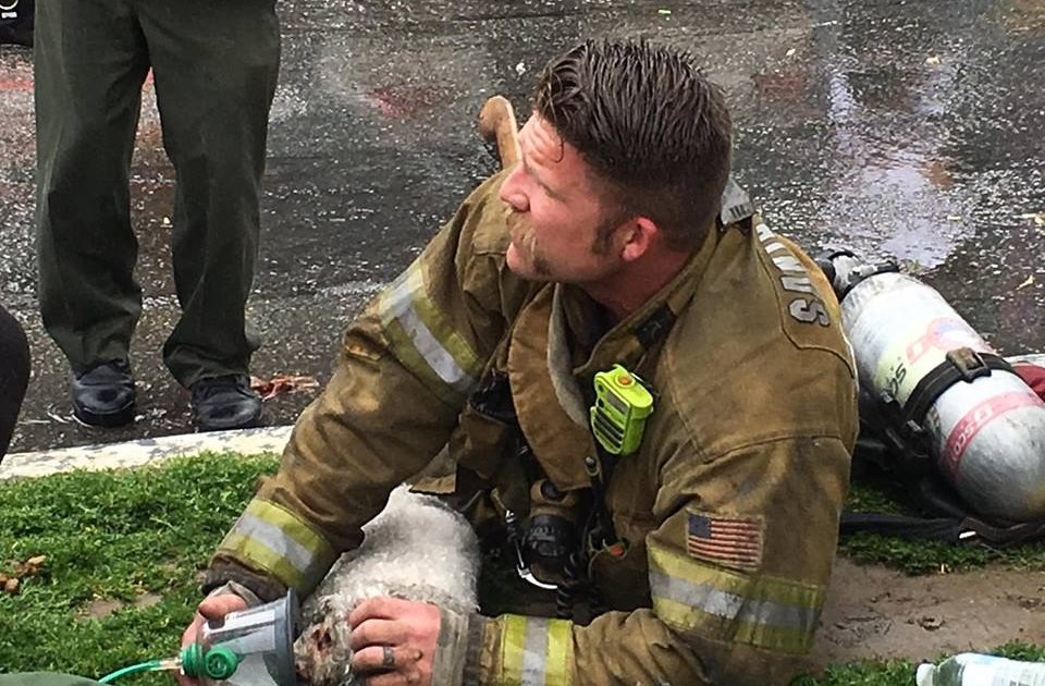 firefighter: Firefighter Refuses To Give Up On Little Dog Pulled From ...