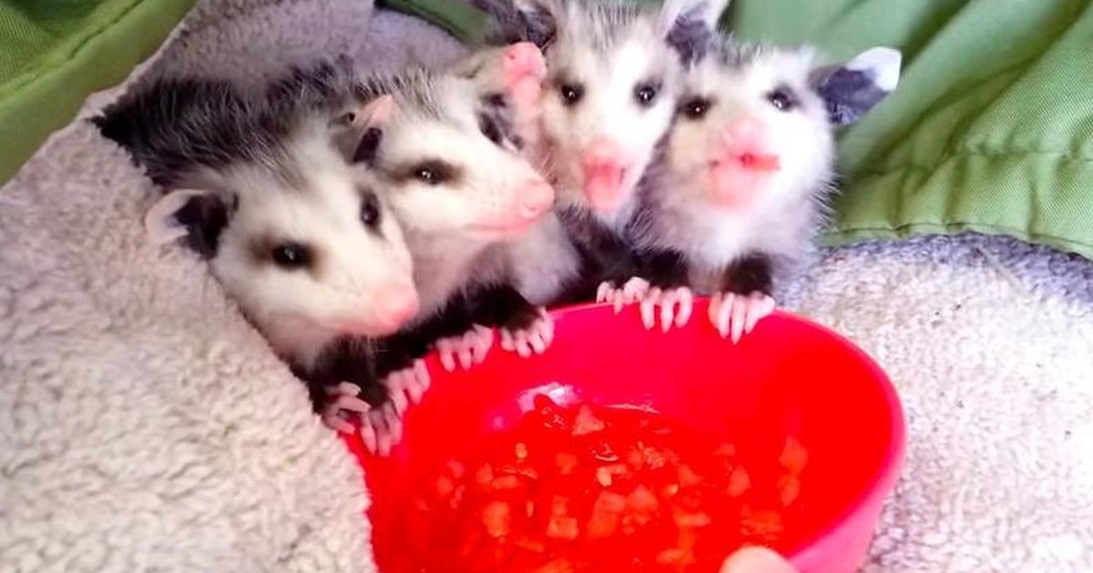 Rescued Baby Possums Take The Tiniest Little Bites Of Watermelon The Dodo