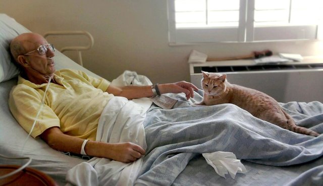 Hospice Cat Brings Comfort To Veterans At The End Of Their Lives