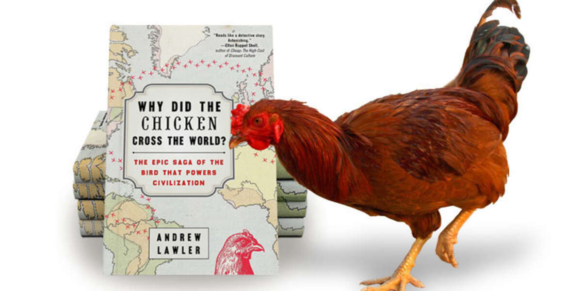 Chickens The Impractical Effort To Save Our Most Important Companions The Dodo