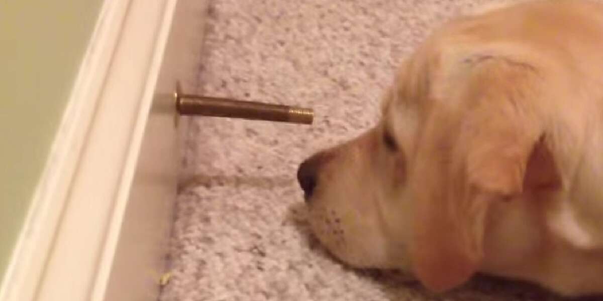 Springy Doorstop Utterly Mystifies Curious Puppy - The Dodo