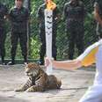 Jaguar Killed Moments After Being Used In Olympic Torch Ceremony