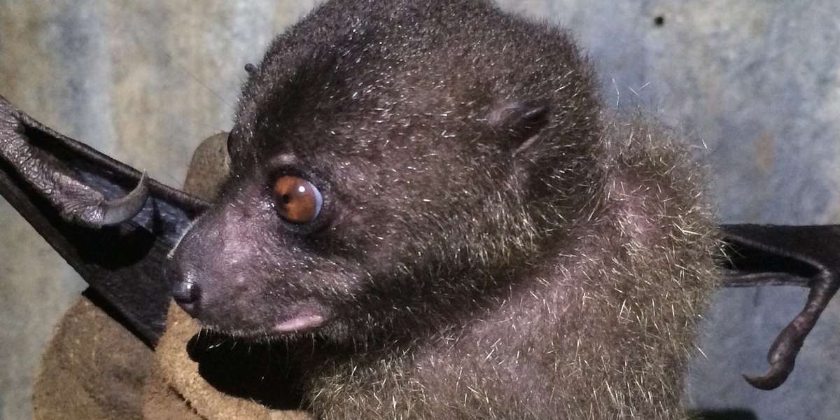 New Georgia monkey-faced bat rediscovered in the Solomon Islands - The Dodo