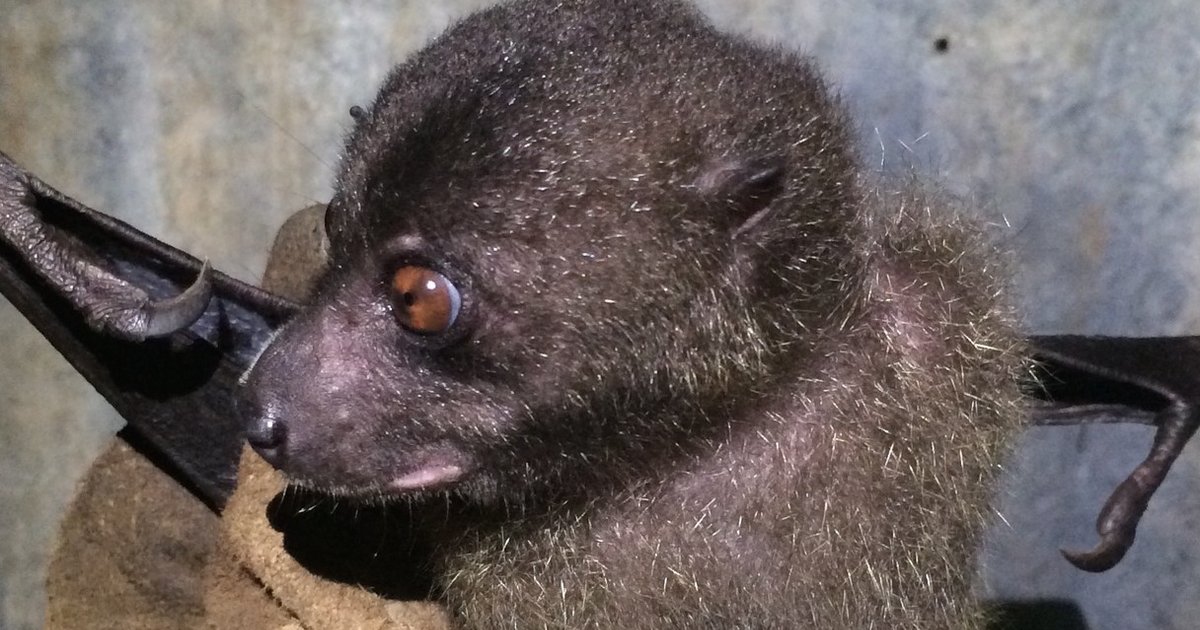 New monkeyfaced bat rediscovered in the Solomon Islands The Dodo