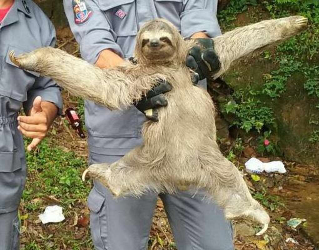 Happy Sloth Strikes A Perfect Pose After Getting Rescued - The Dodo