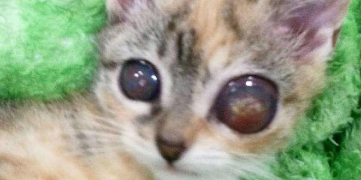 Little Kitten Who Lost Her Eyes Has The Best Mom - The Dodo