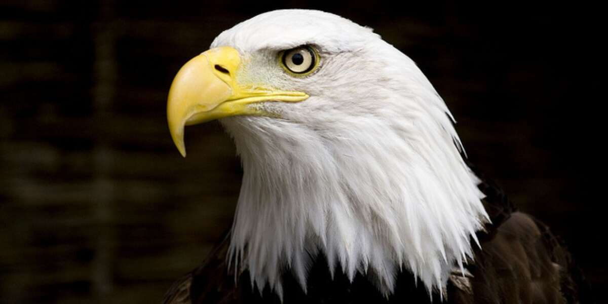Animals Take A Major Hit In Midterm Elections - The Dodo
