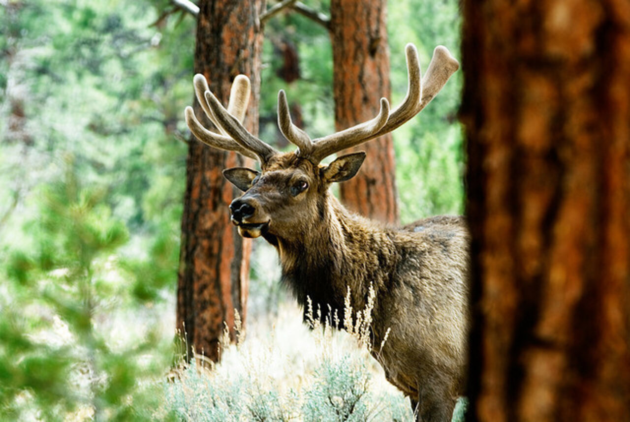 Animals Take A Major Hit In Midterm Elections - The Dodo