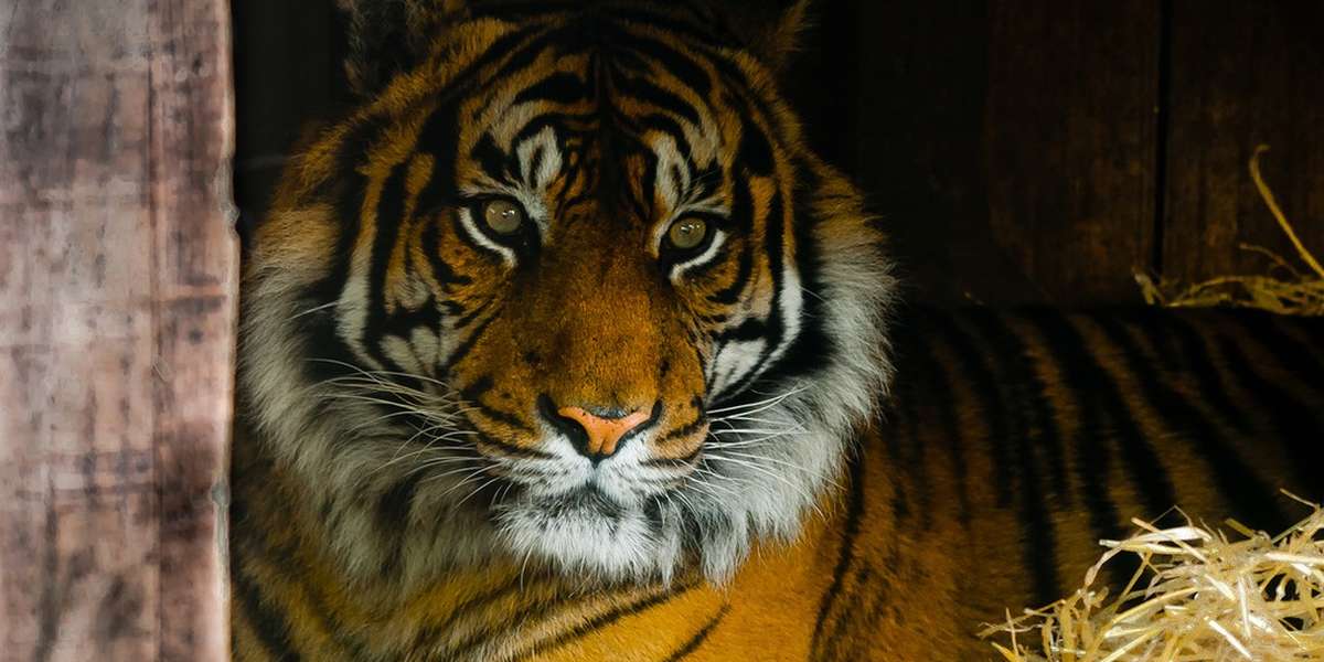 Why Is It So Easy To Own A Tiger In America? The Dodo