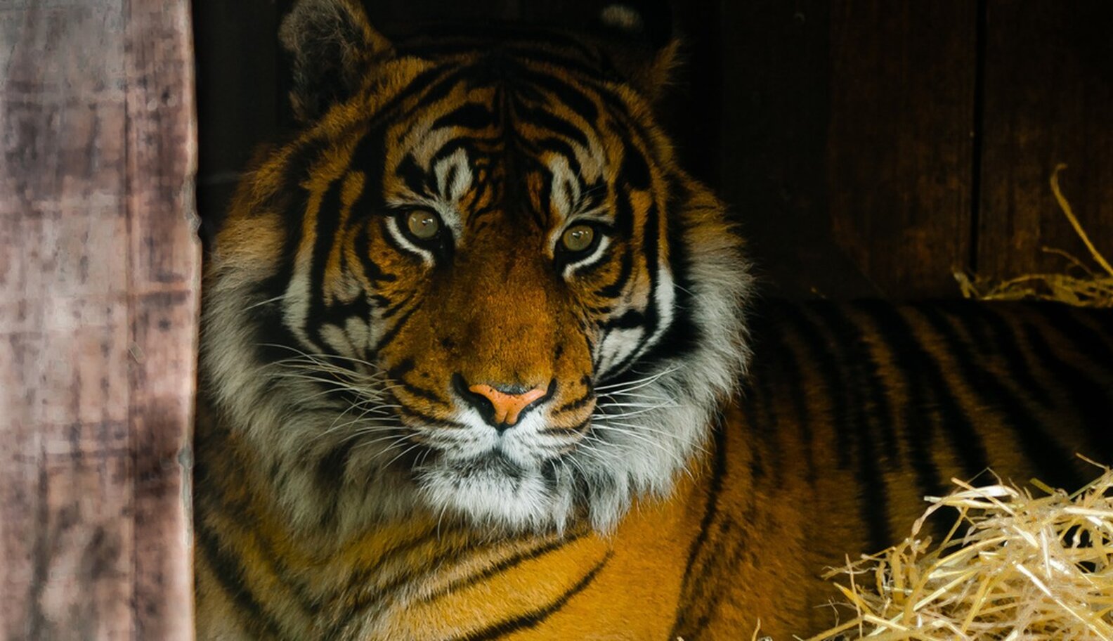 Why Is It So Easy To Own A Tiger In America? The Dodo