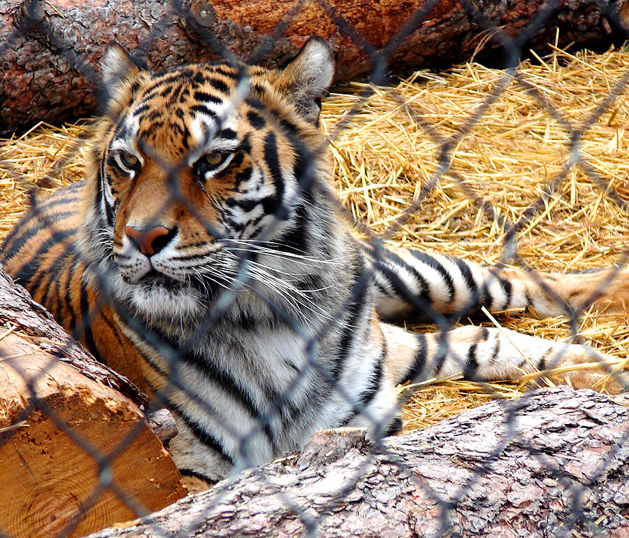 Why Is It So Easy To Own A Tiger In America? The Dodo