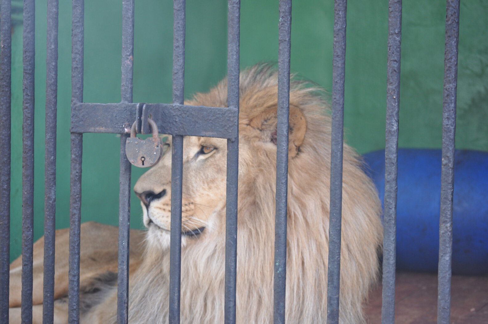 Why Is It So Easy To Own A Tiger In America? The Dodo