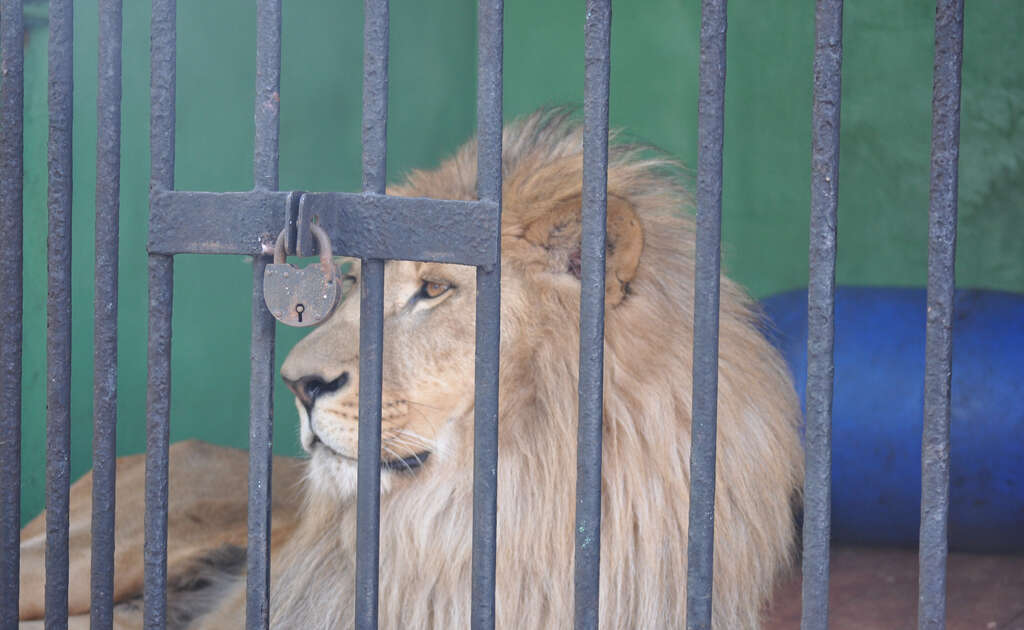 Why Is It So Easy To Own A Tiger In America? The Dodo