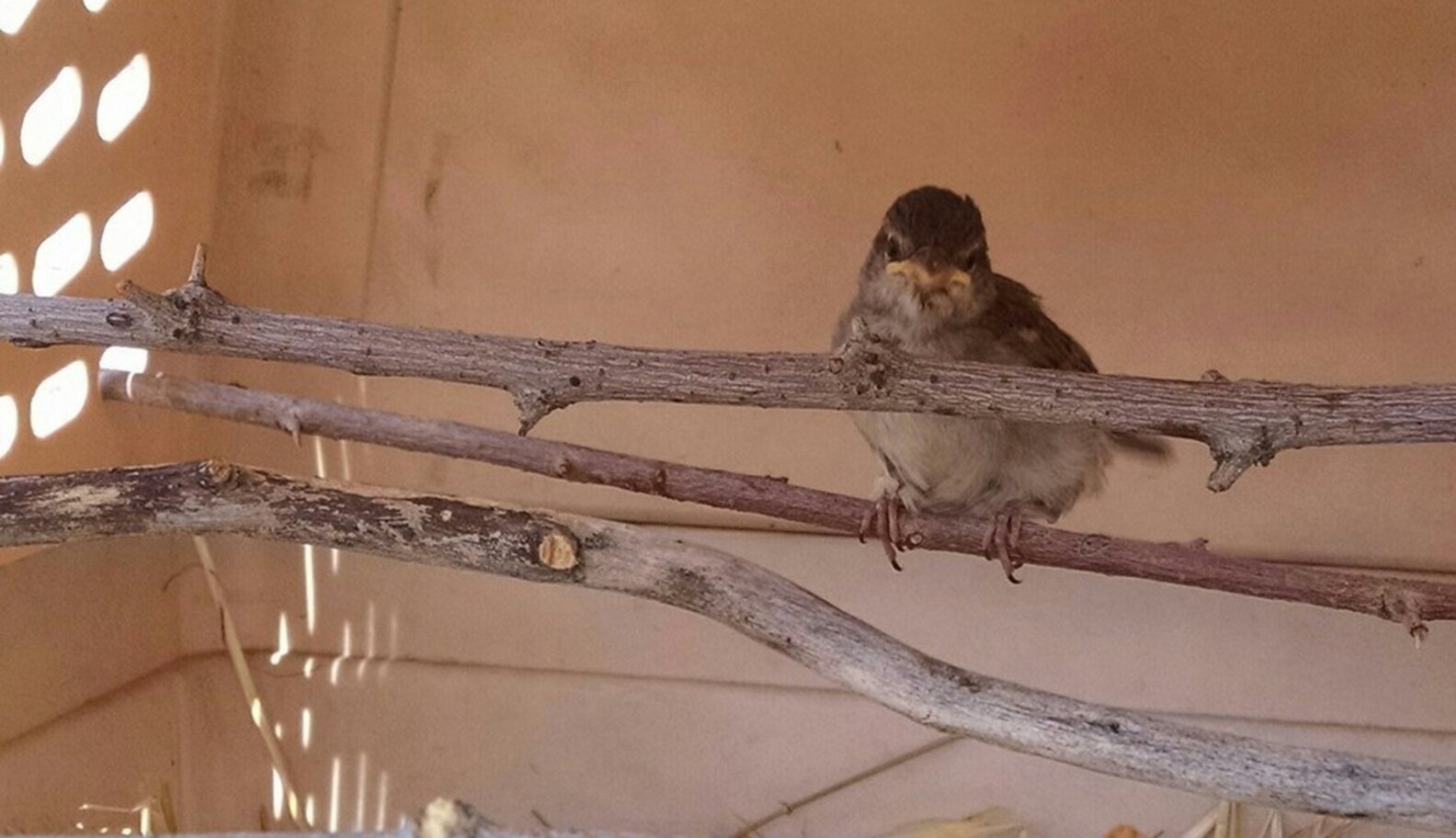 Fallen Hatchling So Tiny He Has To Eat From A Chopstick - The Dodo