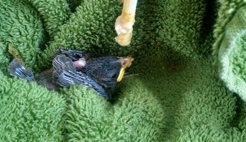 Fallen Hatchling So Tiny He Has To Eat From A Chopstick - The Dodo