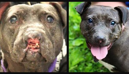 what are dogs noses made of