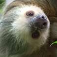 3 Things You Didn't Know About Sloths