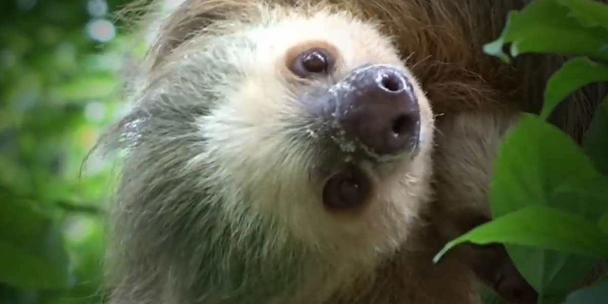 3 Things You Didn't Know About Sloths - The Dodo