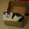 Cats don’t just love boxes, cats may NEED boxes