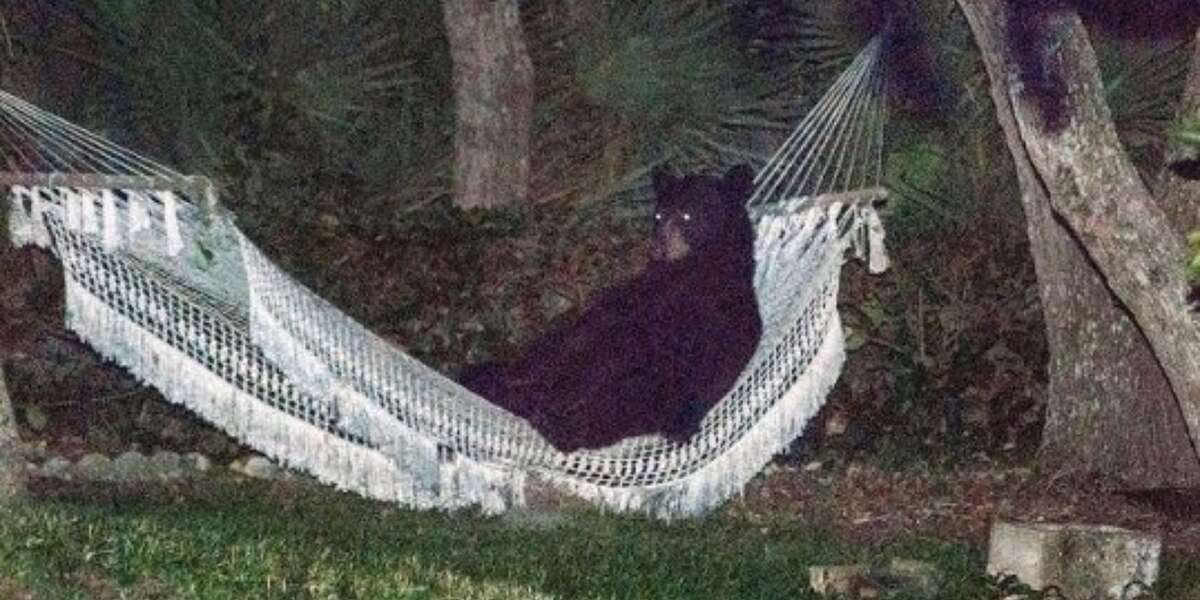 Black Bear Enjoys 20 Minutes Of Serenity In A Hammock - The Dodo