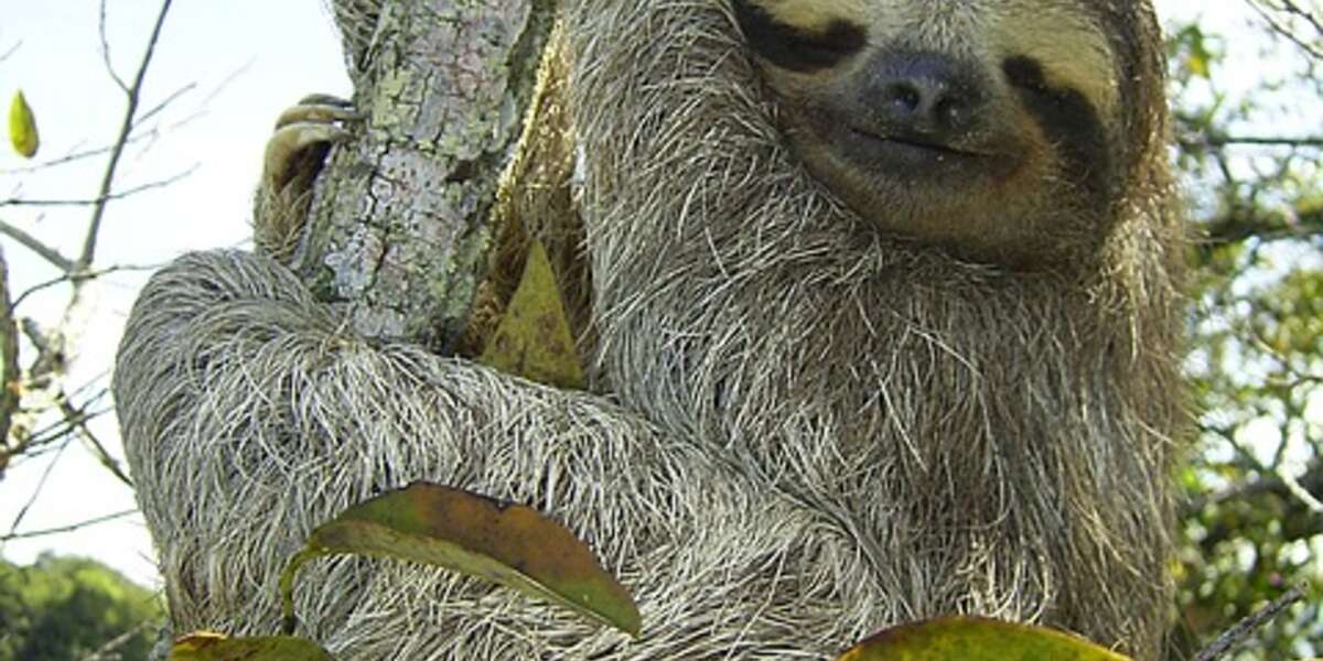World’s Smallest Sloth Gets International Protection - The Dodo