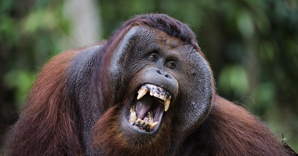 Orangutan Tries To Escape Zoo, Gets Shot Dead - The Dodo