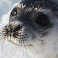 Blood On The Ice:
Canada’s Cruel And Unnecessary Seal Slaughter