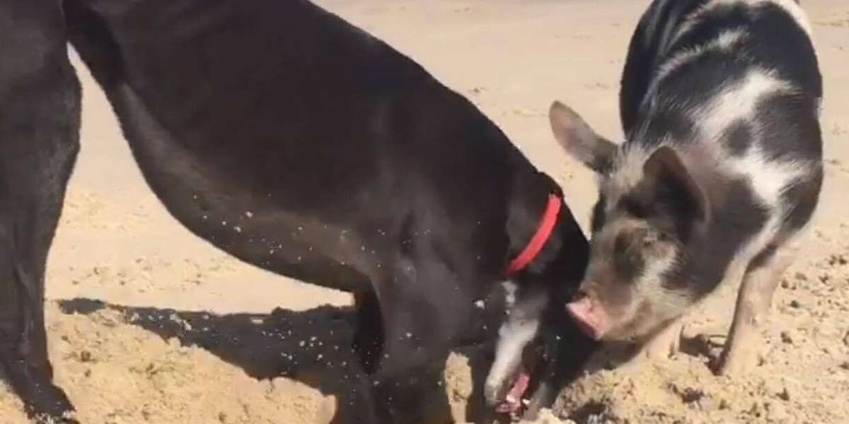 Rescue Pig LOVES Her Trip to the Beach - The Dodo
