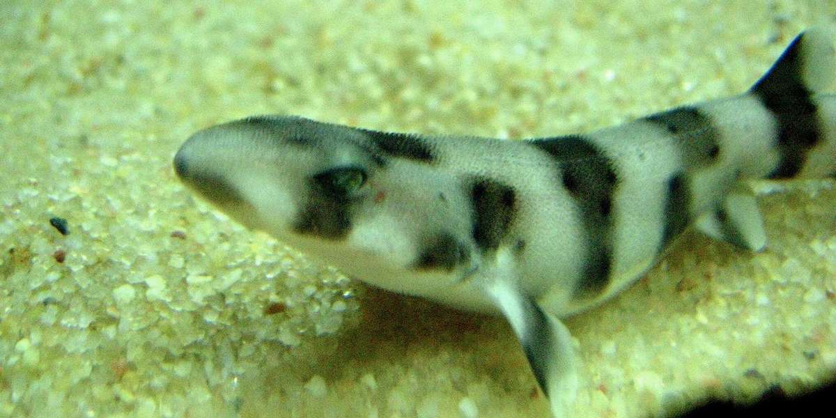 Baby Sharks Rescued From Fish Market Released Into The Wild - The Dodo