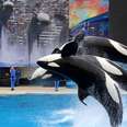 SeaWorld’s Very Bad Year Is Getting Even Worse