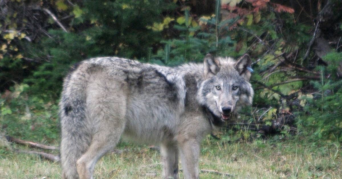 Humans Owe Their Survival To Wolves - The Dodo