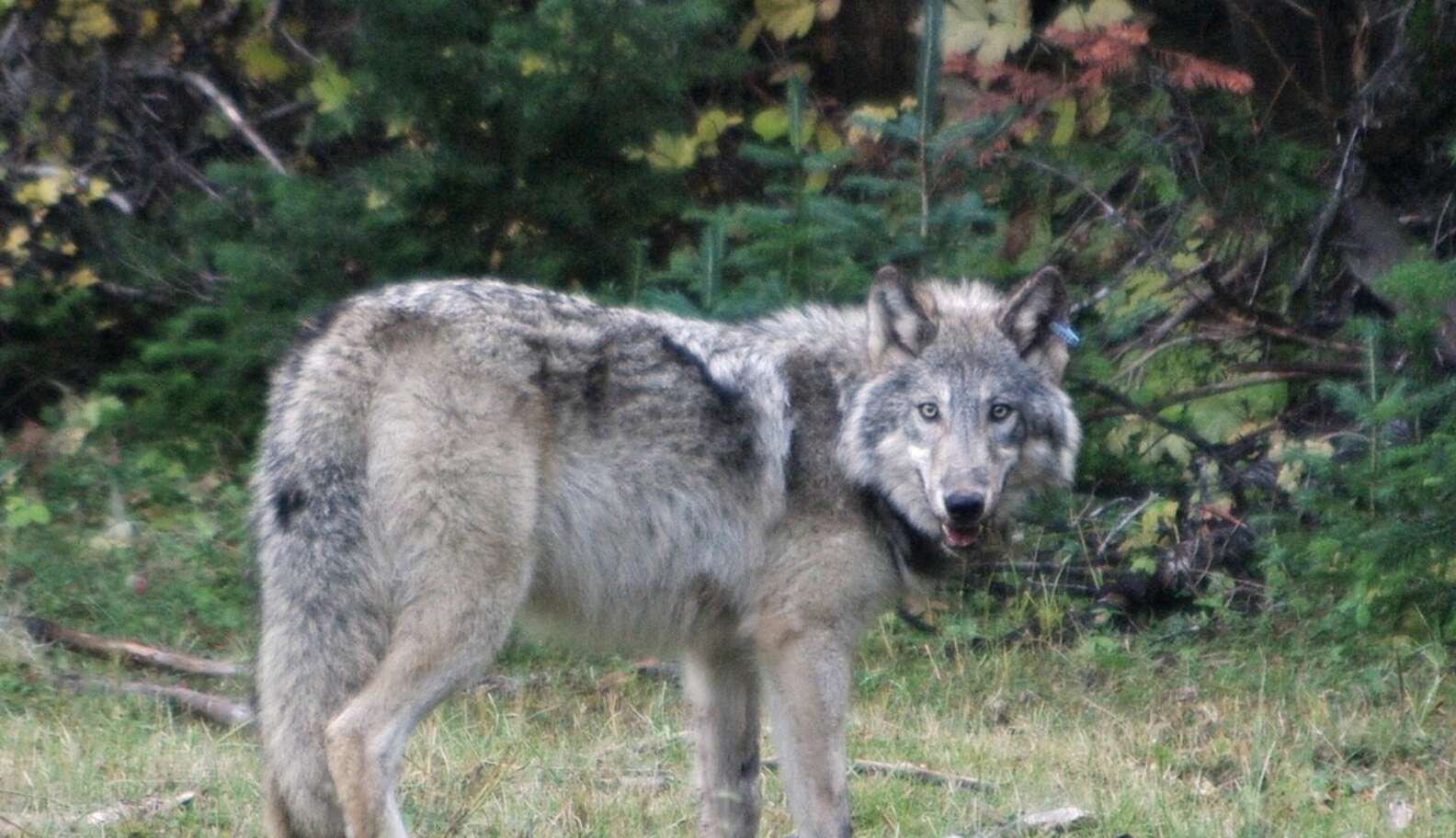 Wolves Following Humans Humans Owe Their Survival To Wolves - The Dodo