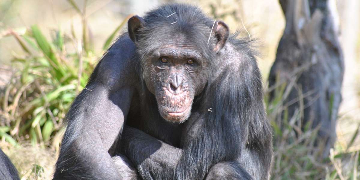 Chimp Wars: What Do We Really Know About Lethal Violence In Chimps ...