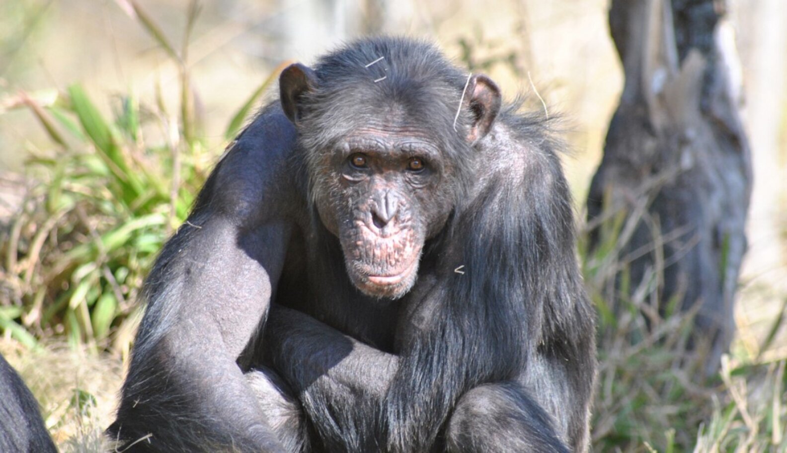 Chimp Riot Chimp Wars: What Do We Really Know About Lethal Violence In Chimps ...